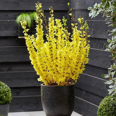 Produktbild von Goldglöckchen ´MIKADOR´® 40-50 cm, Cont. 2,5 l
