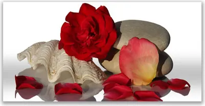 Produktbild von Acrylglasbilder 120x60 Wandbild Druck Rose Muschel Steine Kunst