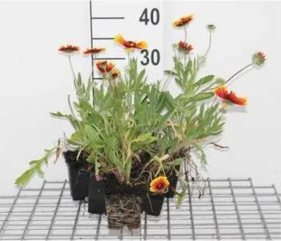 Obrázok produktu pre 6 x Gaillardia hybr. 'Kobold' ('goblin') - Cocarden kvet - kvetináč 9 x 9 cm