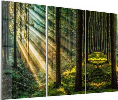 Produktbild von DEQORI Glasbild Echtglas 3x50x100 cm 'Licht durchbricht Bäume' Wandbilder XXL groß