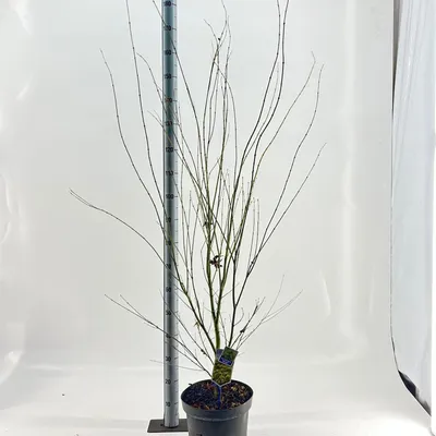 Zdjęcie produktu dla Acer pal. ‘Aoyagi’ – klon japoński | 100–120 cm w doniczce