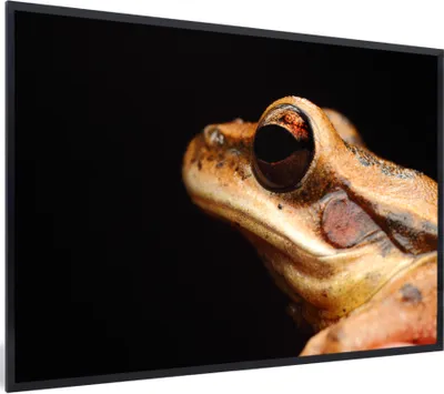 Produktbild von MuchoWow® MuchoWow® Gerahmtes Poster Frosch - Auge - Schwarz 90x60 cm - Poster mit zchwarzem Bilderrahmen - Fotorahmen - Foto-Plakat