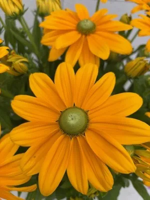 Produktbild von Rudbeckia - Sunbeckia® Ophelia - Sonnenhut Ophelia