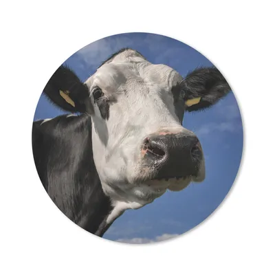 Produktbild von MuchoWow® Mauspad Mousepad Kuh - Weiß - Nase - Tiere 20x20 cm - Mousepads - Maus Mat - Pad - Mausunterlage - Schreibtischmatte