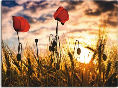 Produktbild von ARTland Leinwandbild Mohnblumen im Sonnenuntergang Größe: 80x60 cm