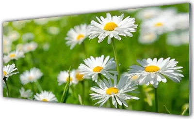 Produktbild von Küchenrückwand aus Glas 125x50cm Spritzschutz Gänseblümchen Pflanzen