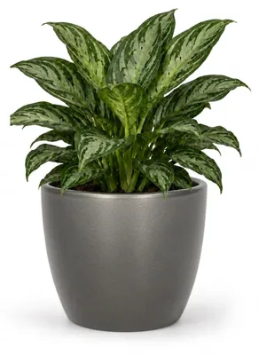 Produktbild von Floran Blumentopf „Boule“ - silber - metallic - Keramik - D19 x H17 cm