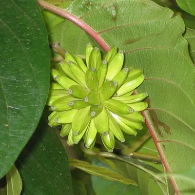 Immagine prodotto di Albero della vita (Camptotheca acuminata)  - 10 semi