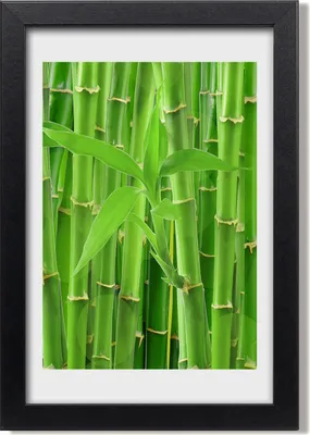 Produktbild von Bild 20x30 MDF-Rahmen, Wandkunst Bambuswald