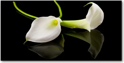 Produktbild von Tulup® Glas-Bild - 100x50 -Wandkunst - Wandbild hinter gehärtetem Sicherheitsglas  - Blumen & Pflanzen - Zimmercalla - Weiß