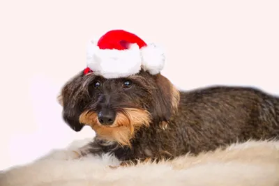 Produktbild von Mini-Nikolausmütze für Tiere, Hunde, Katzen, Weihnachtsmütze, Dekorationsmütze, vielseitig, rot-weiß