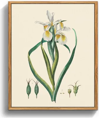 Produktbild von Leinwandbilder Vintage Botanisch mit Holzrahmen, 20x25 cm, Blumen Aesthetic, Wanddeko Wohnzimmer Schlafzimmer Badezimmer