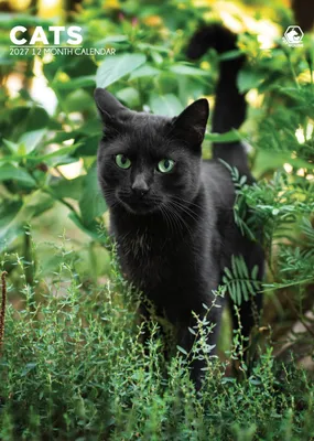 Immagine prodotto di Calendario da parete formato A3 per il 2027 con immagini di gatti