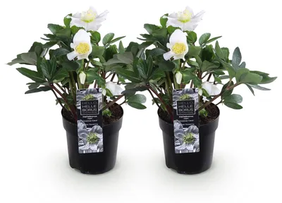 Produktbild von GreenboutiQ - Gartenpflanze - Weihnachtsrose - Helleborus Christmas Carol - Weiße Blüte - 2 Pflanzen - Immergrün - Topf 10,5cm Höhe 25cm