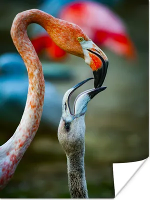 Produktbild von MuchoWow® Poster Flamingos - Vögel - Porträt 60x80 cm - Schlafzimmer Dekoration