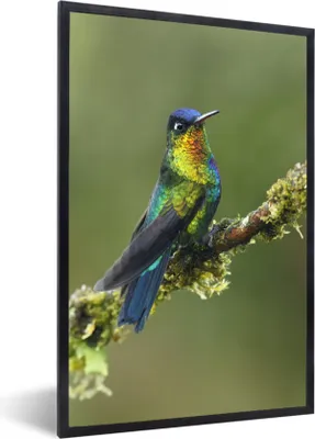 Produktbild von MuchoWow® MuchoWow® Gerahmtes Poster Vogel - Kolibri - Farben 40x60 cm - Poster mit zchwarzem Bilderrahmen - Papierdruck - Wandbilder