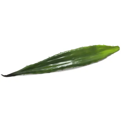 Obrázek produktu pro EUROPALMS List aloe (EVA), umělý, zelený, 60 cm (82530581)