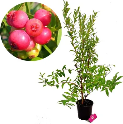 Produktbild von Vaccinium corymbosum 'Pink Lemonade' rosa blaue Beere - Höhe 70cm - 2 Liter Topf