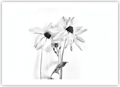Produktbild von Poster - Poster ohne Rahmen - Verwelkt Blumen Monochrom - 70x50 cm - Wand Bild - Wanddeko - Wandbilder - Kunstposter - Wandposter - Bilder - Kunstdruck - Wanddekoration - Wandbild - P2XAA70x50-4737
