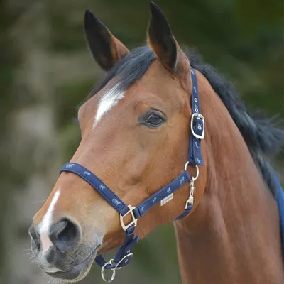 Image de Waldhausen Licol motif cheval