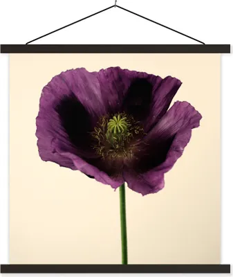 Produktbild von MuchoWow® Textilposter Nahaufnahme eines violetten Mohns 120x120 cm mit schwarzem Rahmen - Aufhängungsset