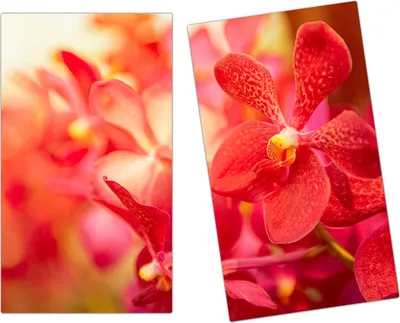 Produktbild von Spritzschutz Herdabdeckplatte Schneidebrett aus Glas Orchideen 2-Teilig (60x52cm)