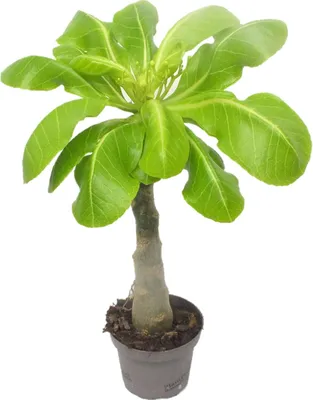 Zdjęcie produktu dla Palma hawajska – Brighamia insignis