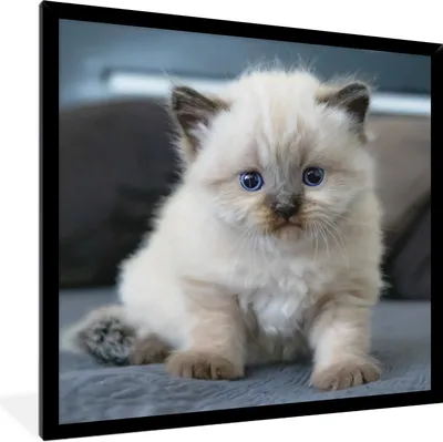 Produktbild von MuchoWow® Gerahmtes Poster Kätzchen - Katze - Tier 40x40 cm - Poster mit Schwarzem Bilderrahmen Wandposter Rahmen Foto Bilder - Mit Rahmen - Wanddekoration Schlafzimmer