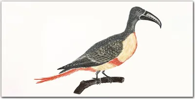 Produktbild von Coloray Bild aus Acryl 120 cm x 60 cm - Wanddekoration Wohnzimmer Acrylblock mit Bild Gehärtetes Acryl Dekoration Küche - Tier Vogel Zweig