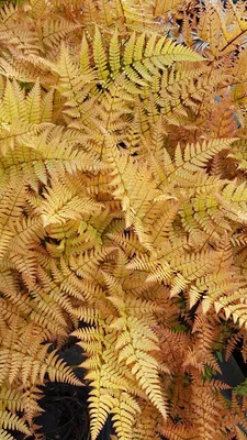 Image de Dryopteris erythrosora / Fougère rose cuivré