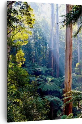 Produktbild von Bild auf Leinwand - Leinwandbild - Einteilig - Morgendämmerung Bäume Wald - 70x100cm - Wand Bild - Wanddeko - Wandbilder - Leinwanddruck - Wanddekoration - Leinwand bilder - Wandbild - PA70x100-4403