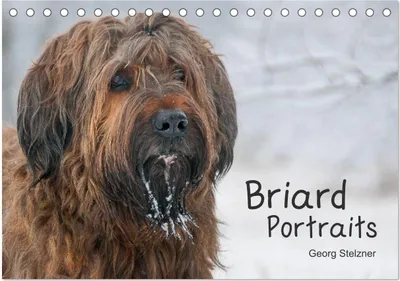 Produktbild von Briard Portraits (Tischkalender 2025 DIN A5 quer), CALVENDO Monatskalender