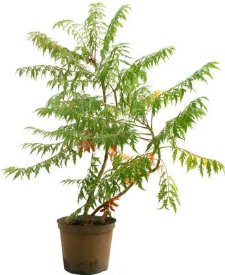 Produktbild von Rhus typhina 'Dissecta', Essigbaum, filigran, 60–80 cm