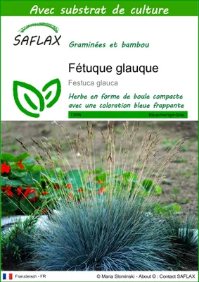 Image de SAFLAX  - Fétuque glauque - 50 graines - Avec substrat - Festuca