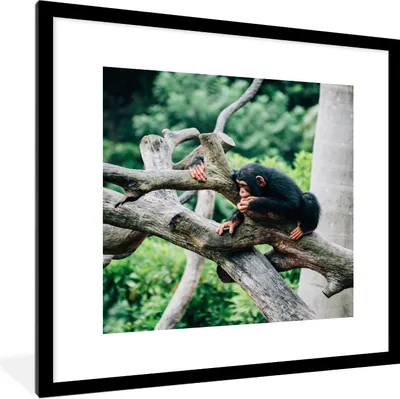 Produktbild von MuchoWow® Gerahmtes Poster Junger Schimpanse im Dschungel 40x40 cm - Poster mit Schwarzem Bilderrahmen Wandposter Rahmen Foto Bilder - Poster - Plakat im Rahmen