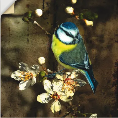 Produktbild von ARTland Wandbild, selbstklebend Blaumeise auf Kirschzweig Größe: 50x50 cm