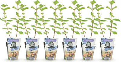 Image de Green boutiQ - Plantes fruitières - Chèvrefeuille bleu - Lonicera caerulea Kamtschatica - Rustique - 6 plants - Pot de 9 cm - Baies bleues