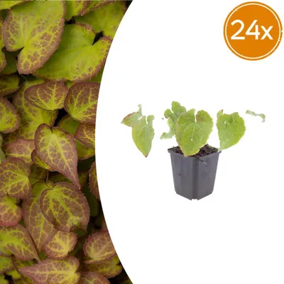 Produktbild von Epimedium perralc. 'Frohnleiten' | 24 Stück - 10-25cm - Ø9cm - Gartenpflanze
