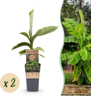 Produktbild von Japanische Faserbanane – Musa basjoo – Winterhart – 2 Pflanzen – Topf Ø15 cm – Höhe ca. 50 cm – Tropische Optik & essbare Früchte – Pflegeleicht – Für Garten, Terrasse & Balkon
