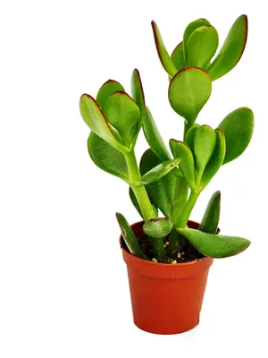 Obrázek produktu pro Crassula portulacea – peněžní strom – v květináči o průměru 5,5 cm