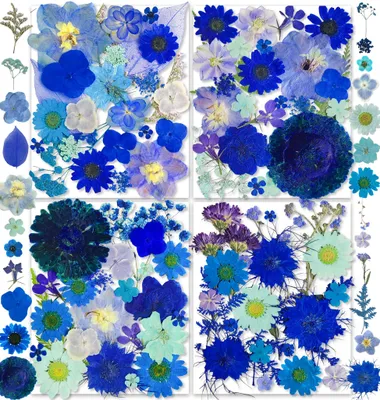 76 getrocknete gepresste blaue Blumen für DIY-Basteln