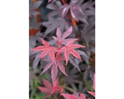 Produktbild von Roter Fächerahorn Acer palmatum 'Pixie' H 40 cm Co 4,5 L