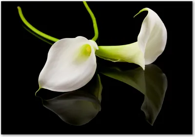 Produktbild von Tulup® Glas-Bild - 100 x 70 - Wandbild aus Glas - Wandkunst - Wandbild hinter gehärtetem Sicherheitsglas - Blumen & Pflanzen - Zimmercalla - Weiß