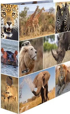 Produktbild von Motivordner A4 70mm Afrika Tiere Packung mit 10 Stück