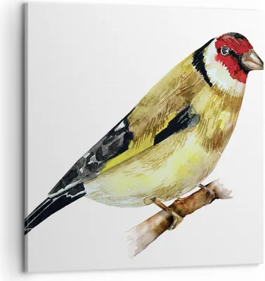 Produktbild von Bild auf Leinwand - Leinwandbild - Einteilig - Stieglitz Vogel Aquarell - 50x50cm - Wand Bild - Wanddeko - Wandbilder - Leinwanddruck - Bilder - Wanddekoration - Leinwand bilder - AC50x50-4179