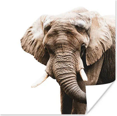 Produktbild von MuchoWow® Poster Elefant - Tiere - Weiß 100x100 cm - Babyzimmer