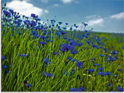 Produktbild von ARTland Glasbild Kornblumenwiese Größe: 60x45 cm