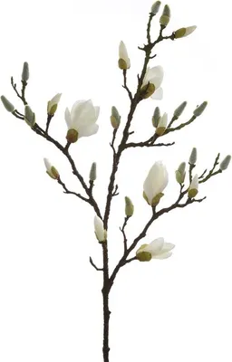 Produktbild von Fink MAGNOLIENZWEIG, Kunstblume, Kunstfasern, weiß, L. 101 cm, B. 5 cm, H. 5 cm 183188