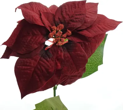 Produktbild von Weihnachtsstern-Blüte / Poinsettie Dunkelrot am langen Stiel 74 cm - Kunststoff