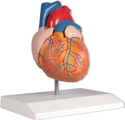 Zdjęcie produktu dla Serce, model serca, anatomiczny model kardiologiczny, 2 części